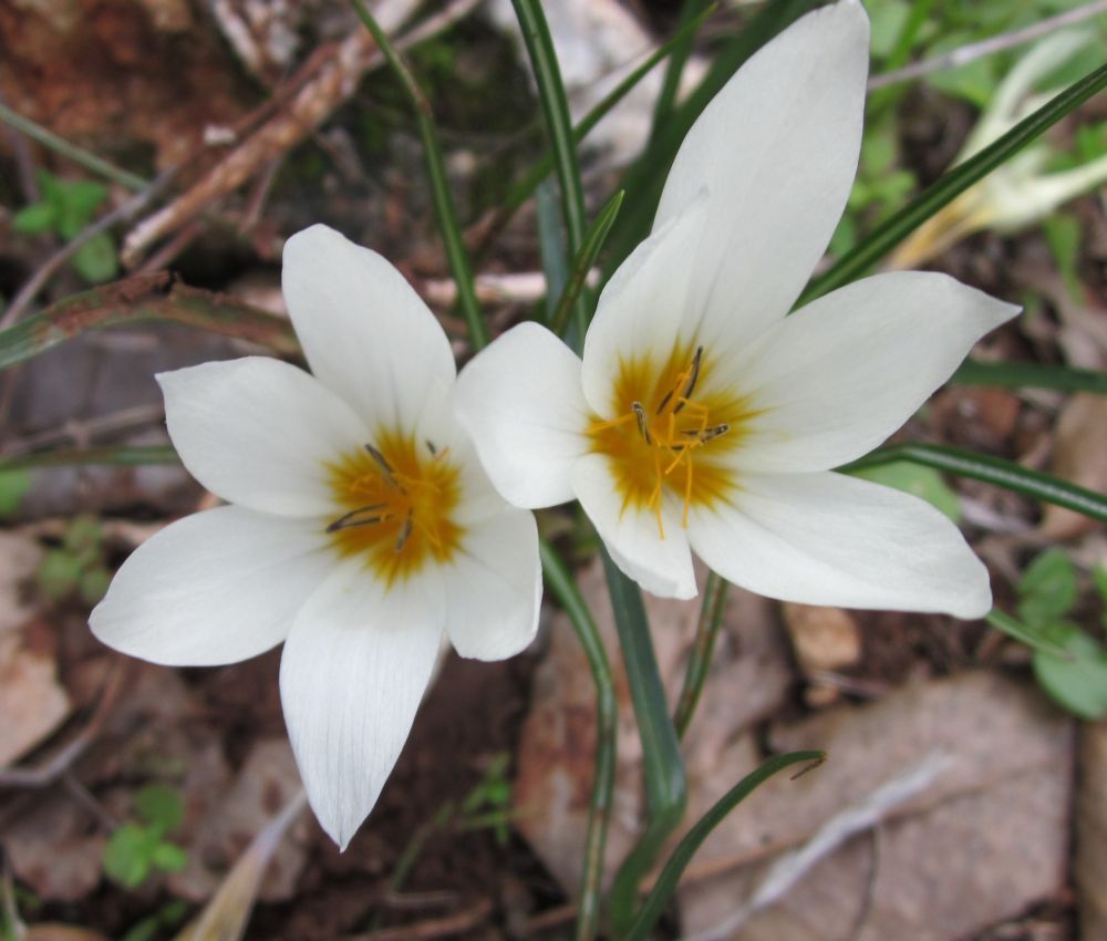 Crocus hyemalis, Winter Crocus, כרכום חורפי