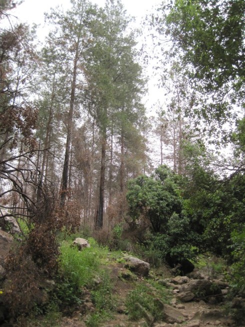 Climbing out of Wadi Bistan on Blue Trail - Forest