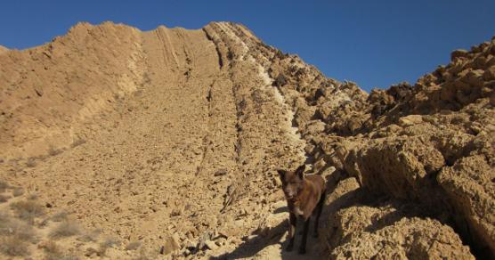 Looking up the Great Snapir with Taffy in the foreground