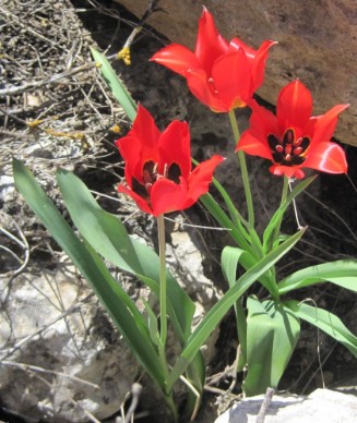 Wild Tulips, Tulipa agenensis, צבעוני ההרים