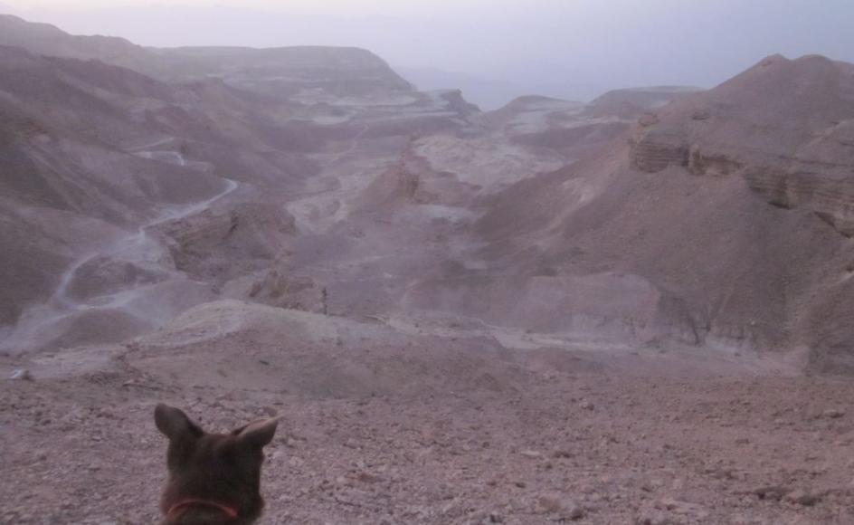 Taffy looking down the Milhan Decent (מעלה מלחן) to Timna