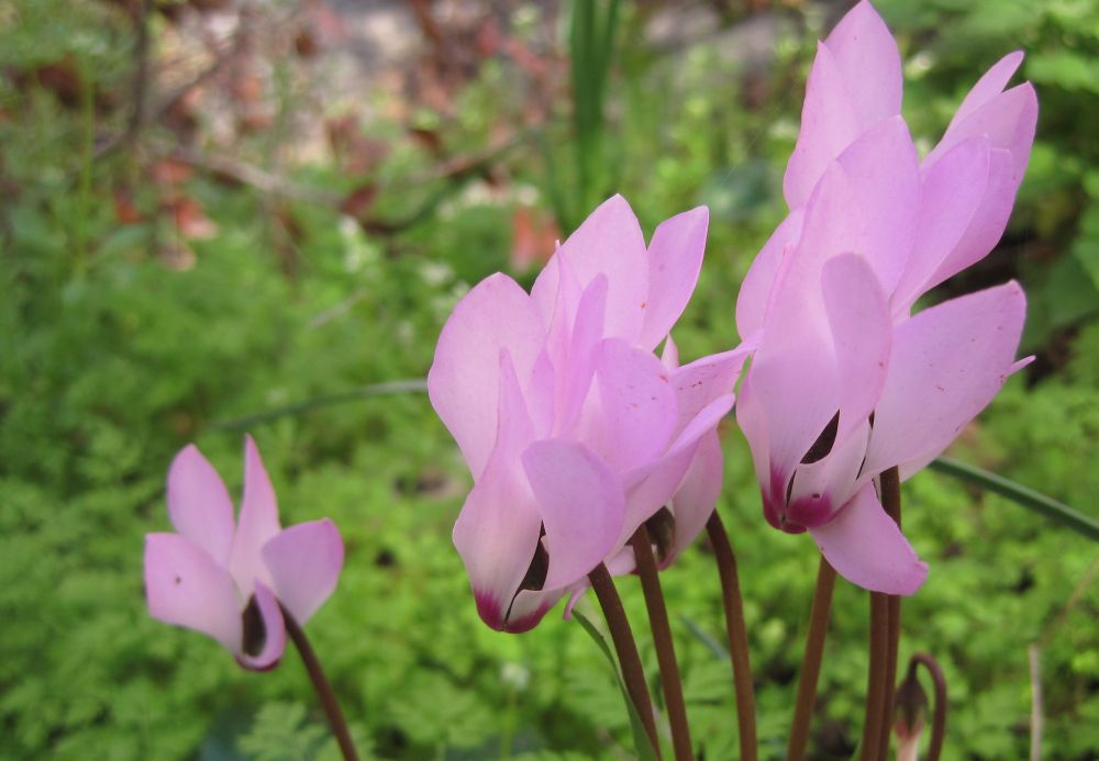 3_cyclamen_Cyclamen persicum_רקפת מצויה