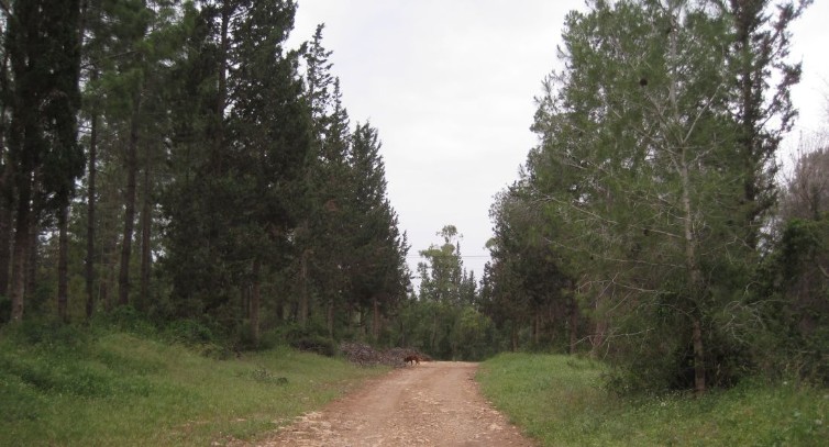 Dirt Road in Forest on Blue Trail