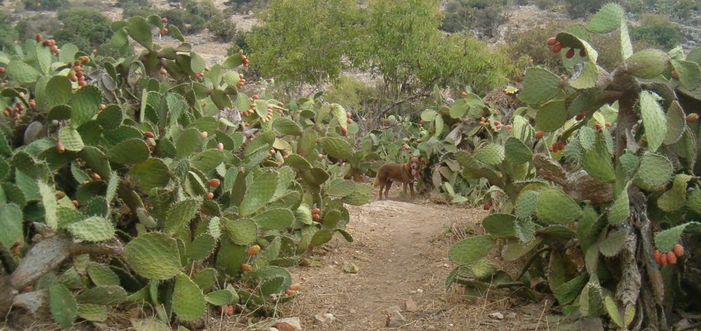 Israel Trail goes through sabra cactus thicket.