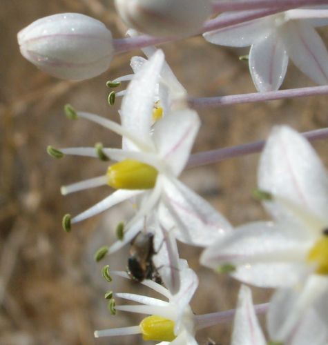Close up of the early fall flower Urginea maritima, the sea squill, חצב in Hebrew.