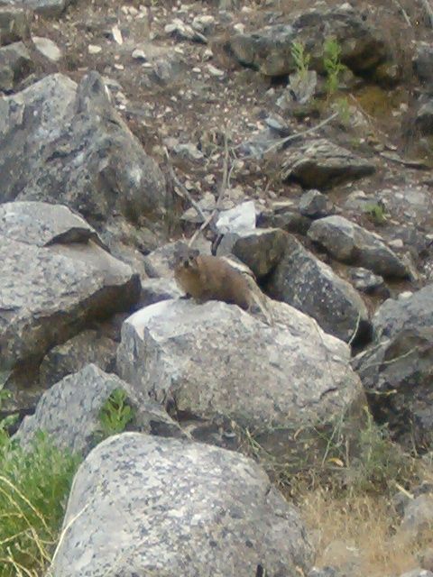 Hyrax