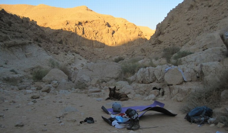 Taffy resting in our Camp in Nachal Zafit 