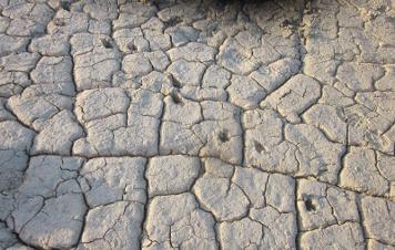 Antelope tracks on the dried mud flat where we ate breakfast