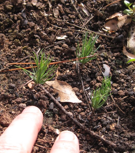 Aleppo pine_Pinus halepensis seedlings after Carmel forest fire