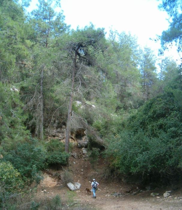 The Carmel Shore forest.  Almost like Vermont!