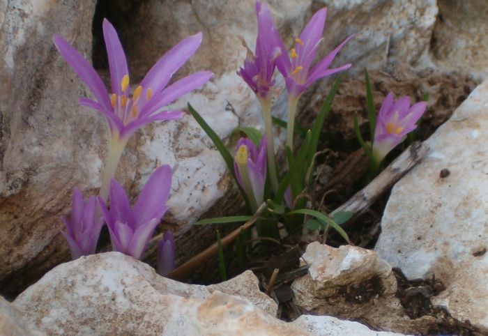 Wild flowers were blooming everywhere.