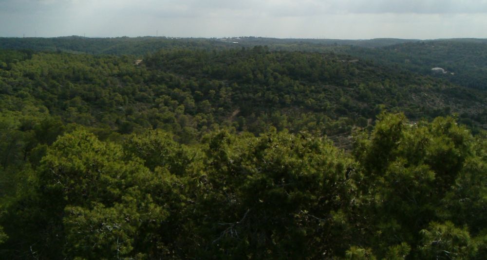 View looking west into the Carmel mountain range.