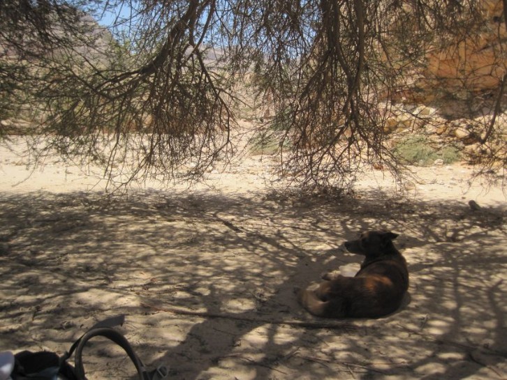 Taffy in the shade of an Acacia Tree in Machtesh HaKaton