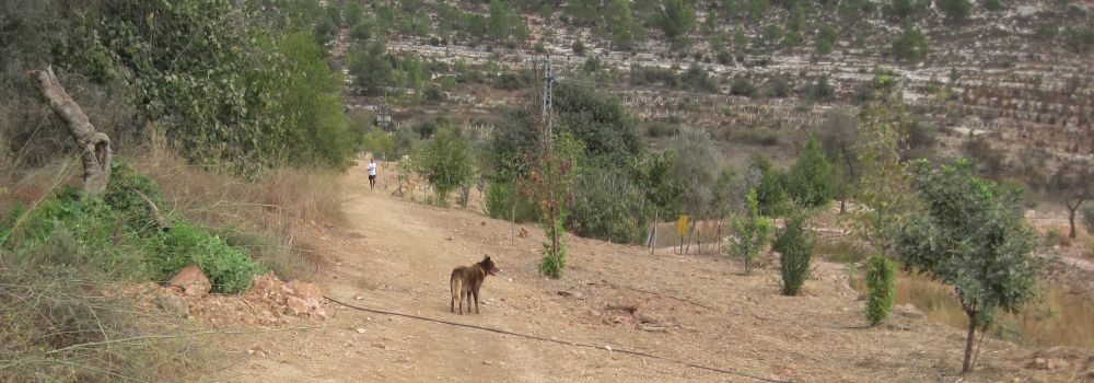 Valley leading to Einot Telem Park