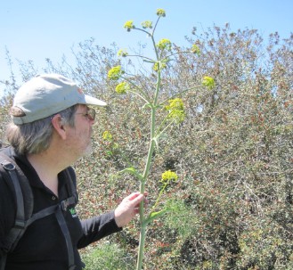 corn parsley Ridolfia segetum, נירית הקמה