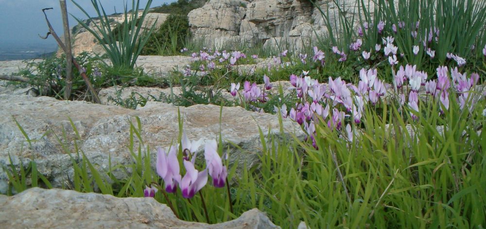 Cyclamen blooming early on ledges near the Southern end of the Carmel Mountains.