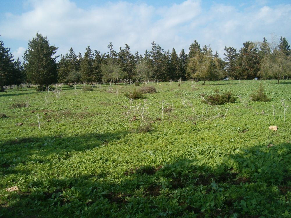 Ramat Hanadiv:  Green Israel after all the rain.