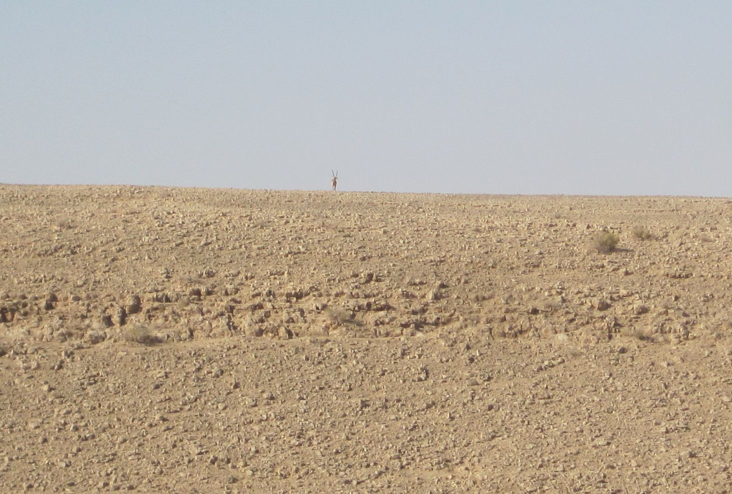 Capra ibex nubiana on the horizon  יעל