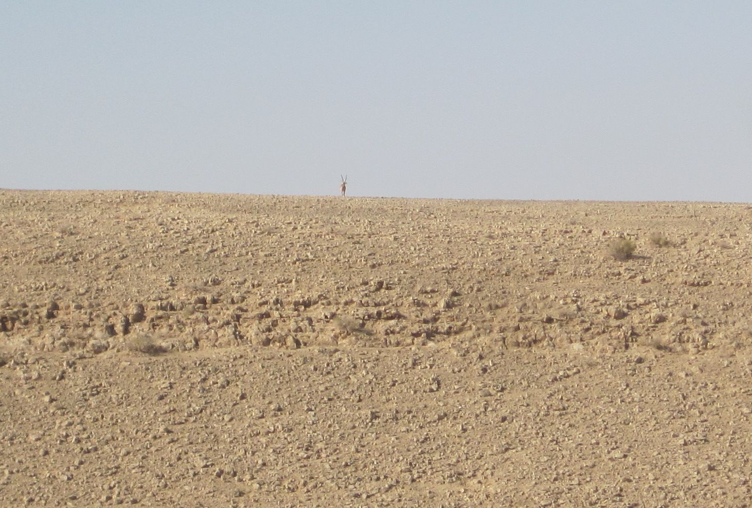 Male Nubian Ibex, Capra ibex nubiana on the horizon_יעל_