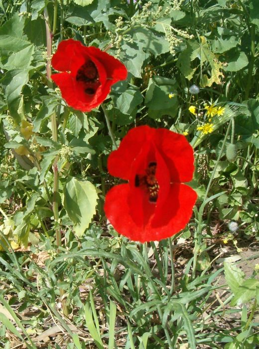 anemones were blooming everywhere.