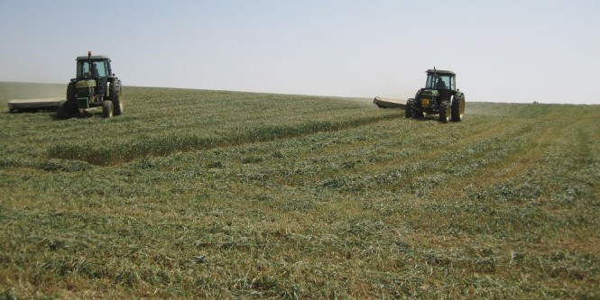 Harvesting winter wheat