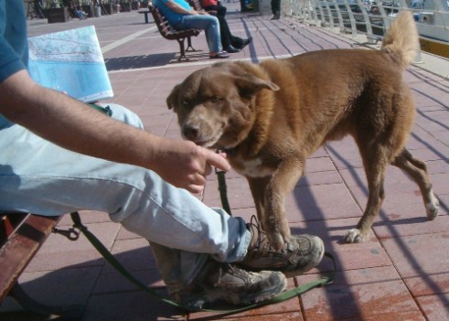 Taffy gets a treat at the Herzliya Marina