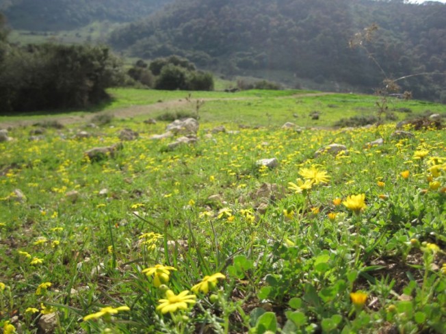 Alon valley field of buttercups