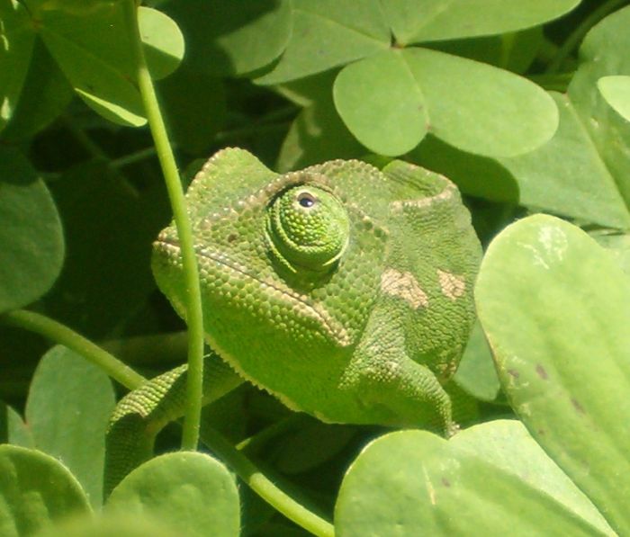 Chameleon (Chamaeleo chamaeleon) in our garden