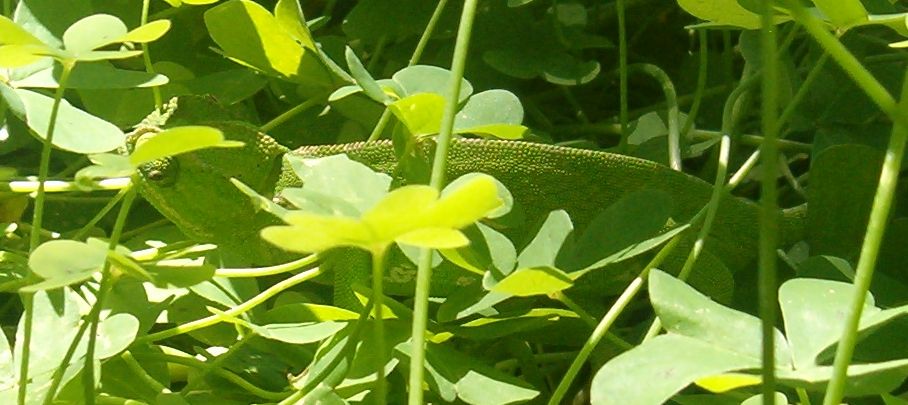 Chameleon camouflaged in the greenery