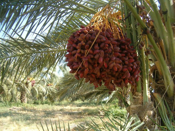 Dates on date palm