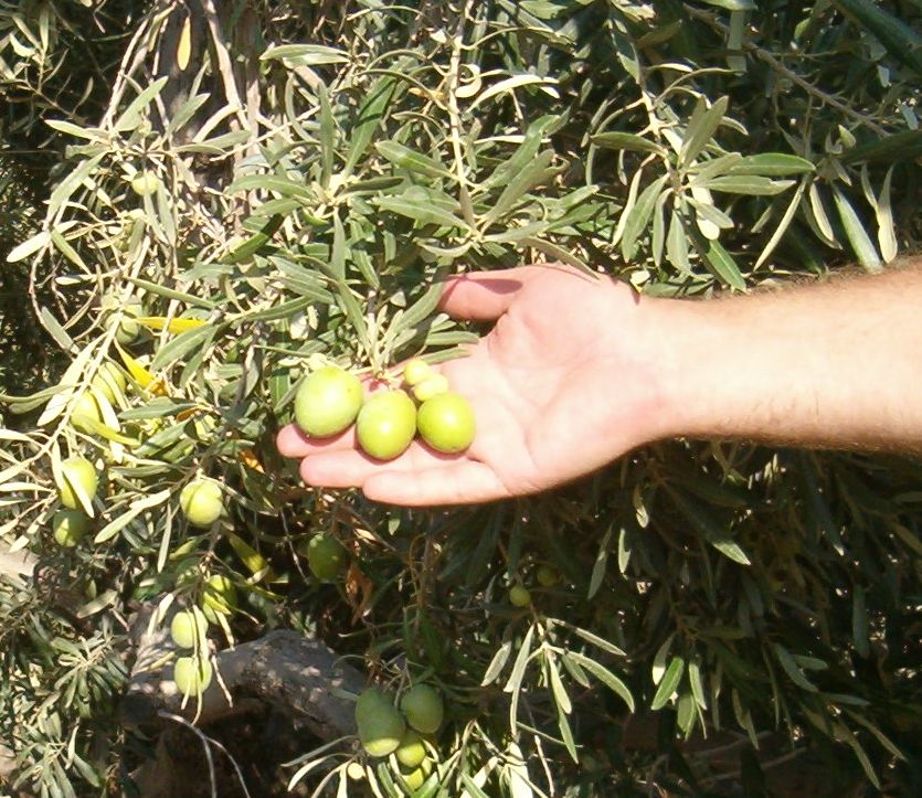 Huge olives the size of plums
