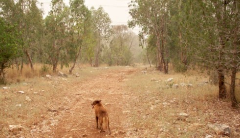 Taffy walking ahead of us in Kula forest