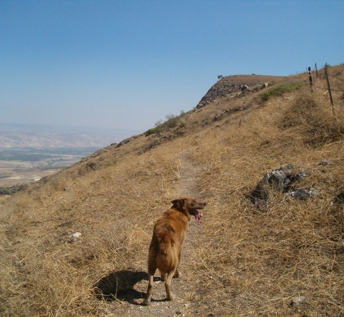 Tree hanging off cliff in far distance with Taffy in the forground