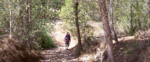 Don ahead in the Ben Shemen Forest