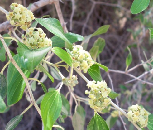 Flower of the Ziziphus spina-christi tree, also know as the Jujube.