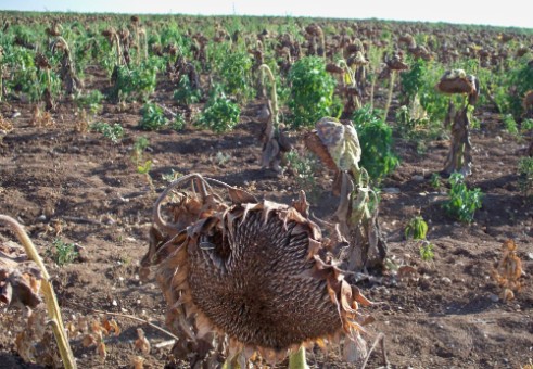 Field of dried sunflowers.