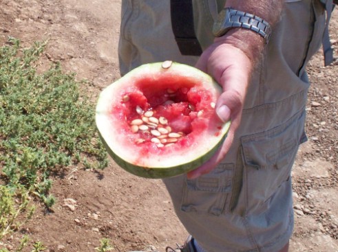 water melon full of seeds that saved us from lack of water.