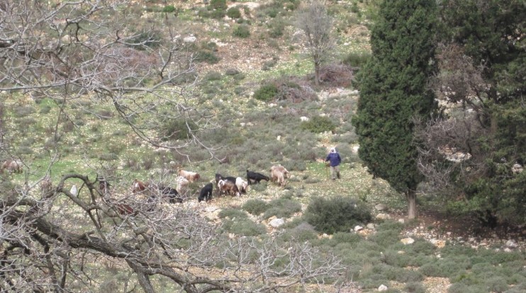 Goat herder with his goats