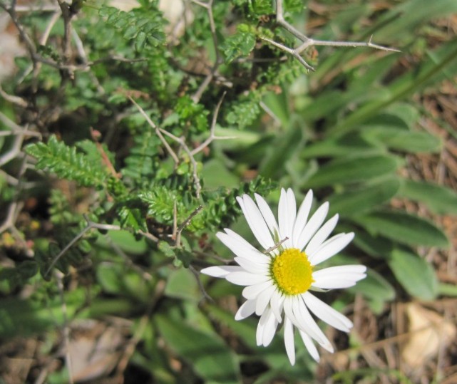 Chamomile flower