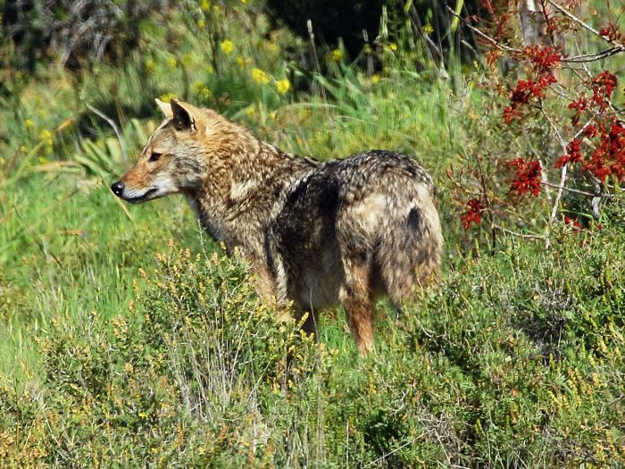 Golden Jackal by Lior Almagor