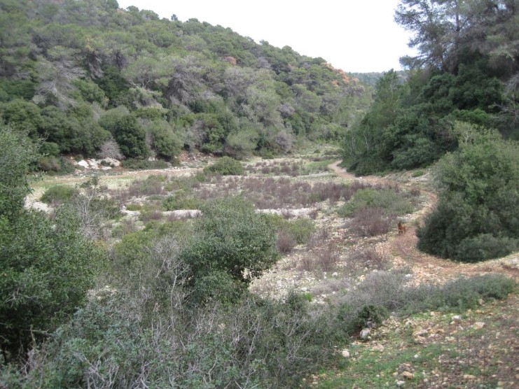 Beautiful valley on red trail near Damon Junction