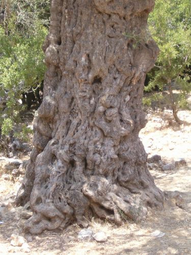 Trunk of old olive tree