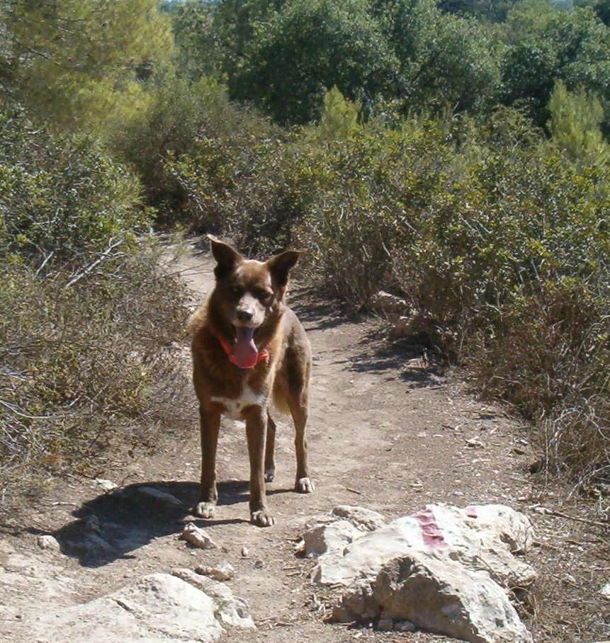 Taffy the trail dog