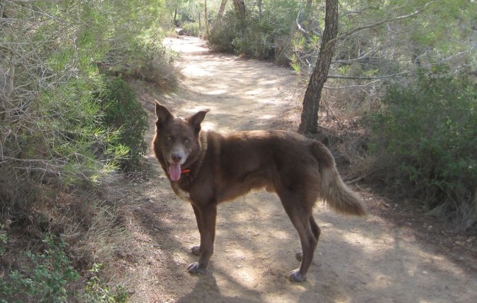 Taffy the trail dog