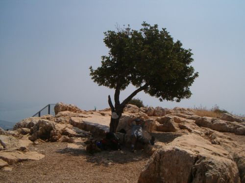 Carab Tree at the top of Arbel