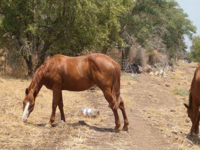 Horses at holiday village half way to Mitzpe