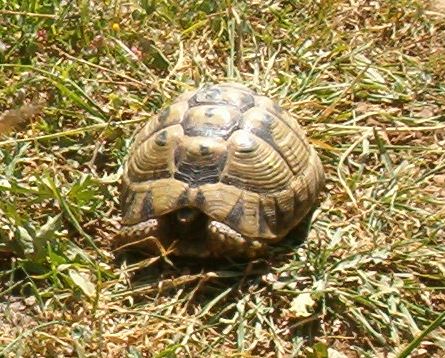 Testudo graeca, the spur-thighed tortoise found in the Golan Heights