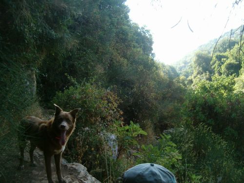 Taffy in Wadi Amud