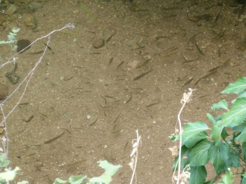 Unidentified fish in the River Amud