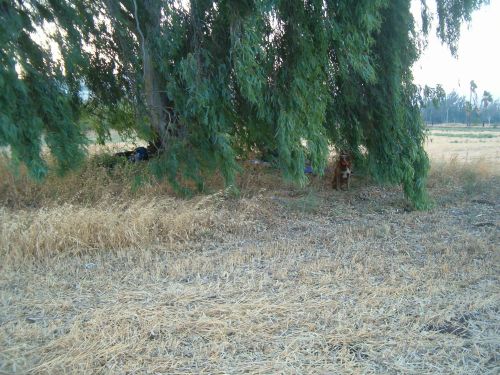 3rd nights camp under a eucalyptus tree